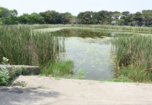  தாமரை குளத்தை துார்வார கோரிக்கை
