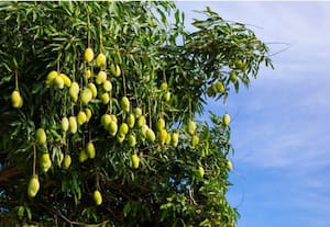  ஜூன் 4ல் மாம்பழ மேளா லால்பாக் பூங்காவில் துவக்கம்