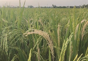 நெற்பயிரில் நோய் தாக்குதல்: விவசாயிகள் கவலை