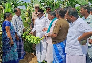  வாழைகளுக்கு இன்சூரன்ஸ் இல்லை: அமைச்சர் அதிர்ச்சி