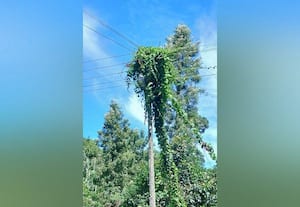 மின்கம்பங்களில் படரும் செடி, கொடிகளால் விபத்து ﻿ அபாயம்: மாதாந்திர பராமரிப்பு பணிகளில் மின்துறையினர் அலட்சியம்