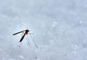 டெங்குவை ஒழிக்க 3.2 கோடி கொசுக்கள்