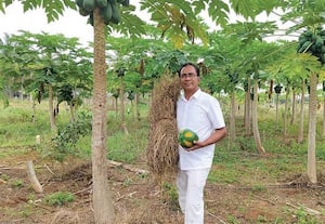  3 ஏக்கர் பப்பாளியில் ரூ.30 லட்சம் லாபம்!
