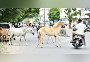  ஆடு... மாடு... அடுத்து குதிரை; சாலைகளில் 'இம்சை'
