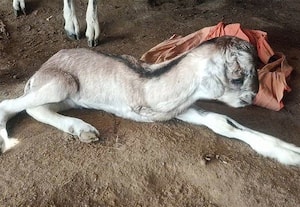  மூன்று கால்களுடன் பிறந்த ஆட்டுக்குட்டி