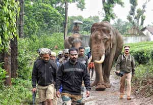 பந்தலூரில் கிராம மக்களை அச்சுறுத்தும் காட்டு யானைகள்; கும்கிகள் வரவழைப்பு