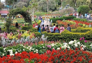  'கொடை' யில் சீசன்  பின்னும் பூத்து குலுங்கும் மலர்கள்