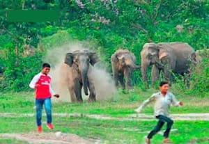 இந்தியாவில் 2009ம் ஆண்டு முதல் 1653 காட்டு யானைகள் உயிரிழப்பு; மனித செயல்பாடுகளே காரணம்!
