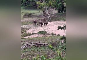 ஆழியாறு அணையில்  முகாமிட்ட யானைகள் 