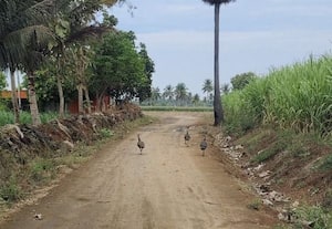 கடும் வறட்சியால் வன விலங்குகள் தண்ணீர் இன்றி... தவிப்பு:  வனப்பகுதியில் தண்ணீர் வசதி ஏற்படுத்த கோரிக்கை
