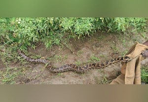  12 அடி நீள மலைப்பாம்பு மீட்பு