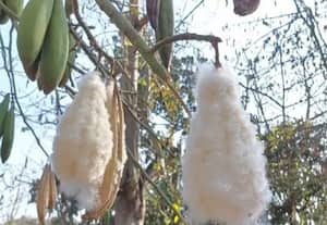  இலவம் பஞ்சு விலை கிலோ ரூ.100 ஆக உயர்வு
