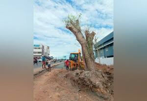  சத்தி ரோட்டில் 40 வயது அரச மரம் மறுநடவு