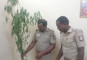  வீட்டில் கஞ்சா செடி வளர்த்தவர் கைது