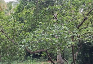  வீட்டு தோட்டத்தை குறுங்காடாக மாற்றி அசத்திய தம்பதி மூலிகை செடிகள், காய்கறிகள் அதிகம் வளர்கின்றன