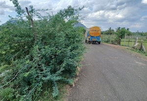 ரோட்டை மறைக்கும் சீமைக்கருவேல மரங்கள்
