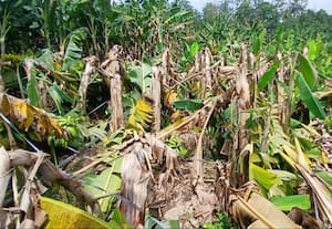  சூறாவளிக்கு வாழைகள் சேதம்; நஷ்டத்தில் விவசாயிகள்