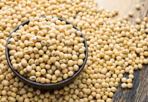  சோயா சாகுபடி 10 சதவிகிதம்  உயர வாய்ப்பு