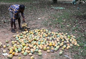  மாம்பழ கூழ் தொழிற்சாலை தேவை; பூண்டி விவசாயிகள் வேண்டுகோள்