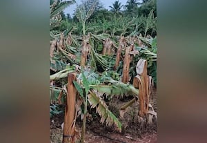 புஞ்சை தாமரைக்குளம் சூறாவளிக்கு வாழைகள் சேதம்