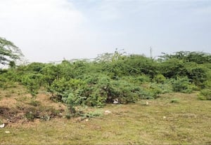  நீர்நிலைகளில் மண்டியுள்ள கருவேல மரங்கள்...  அகற்றப்படுமா? பருவமழை துவங்கும் முன்பு நடவடிக்கை தேவை