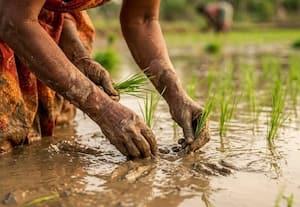  கரீப் பருவத்தில் பயிர் சாகுபடி 3.4 லட்சம் ஹெக்டேர் சரிவு