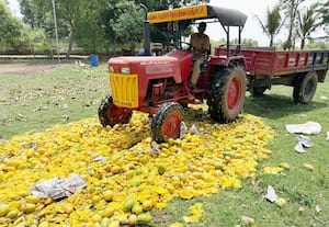  1.5 டன் ரசாயன மாம்பழங்கள் அழிப்பு