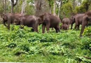  முதுமலை வனப்பகுதியில் பசுமை பசியாறும் வனவிலங்குகள்