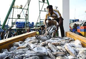  தடைக்காலம் முடிந்ததால் மீன் வாங்க காசிமேடில் குவிந்த அசைவ பிரியர்கள்