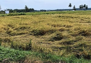 மழையால் கோடை விவசாயம் பாதிப்பு
