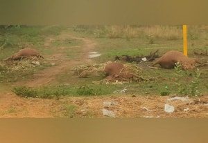  மின்சாரம் பாய்ந்து 3 பசு மாடுகள் பலி
