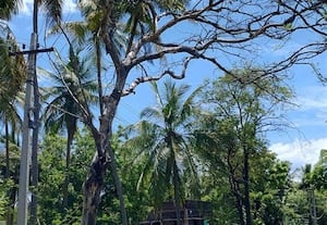  பட்ட மரங்களை அகற்றி விபத்தை தவிர்க்கலாம்