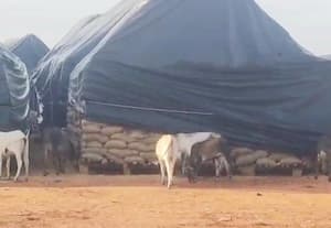  சேமிப்பு கிடங்கில் நெல் மூடைகளை காலி செய்யும் கால்நடைகள்