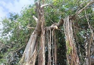  மரத்தை காத்த மக்கள்