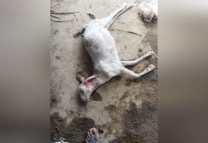  நாய் கடித்து ஆடு, குட்டி பலி
