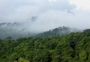  காடுகளை காப்பாற்றுவோம்... 'இன்று உலக மழை காடுகள் தினம்'