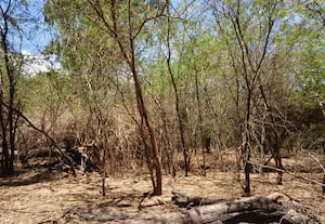 mavattam-main