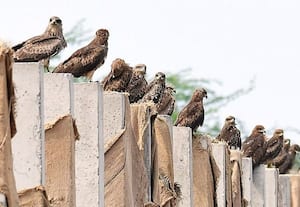  1,639 கரும்பருந்துகள் வருகை மழைப்பொழிவு குறையுமா?