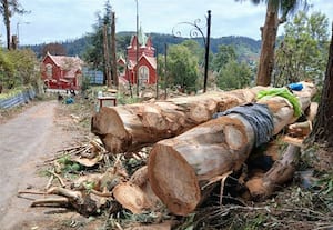  பிரீக்ஸ் சாலையில் அபாய மரங்கள் வெட்டும் பணி துரிதம்
