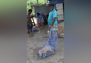 வெறிநாய் கடி தடுப்பு நடவடிக்கை திருவள்ளூர் நகராட்சியில் தீவிரம்