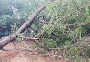 காற்றில் விழுந்த மரம் அகற்றப்படாததால் பாதிப்பு