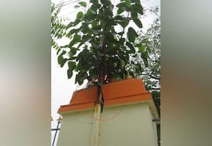  குளத்தின் சுவரில் வளரும் அரச மரம்; ஆறே மாதத்தில் பல்லிளிக்குது 'பணி'