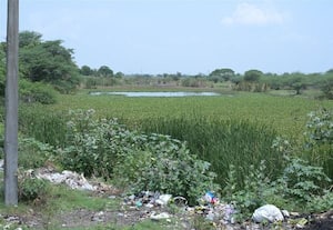  கஸ்பா ஏரியில் ஆகாய தாமரை, காட்டாமணி செடிகள் அகற்றப்படுமா? தோல் நோய்களால் அவதிப்படுவதாக விவசாயிகள் வேதனை