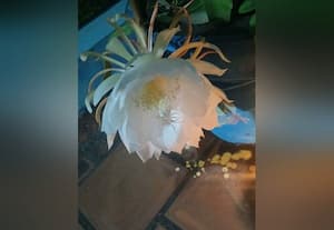  போடியில் மலர்ந்த பிரம்ம கமலம் பூ