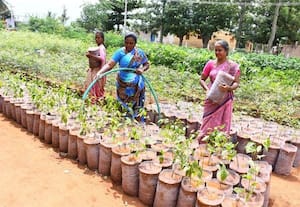  நாகலாபுரம் ஊராட்சியை பசுமையாக்க 10 ஆயிரம் மரக்கன்றுகள் வனத்துறையுடன் இணைந்து பணிகள் துவக்கம்
