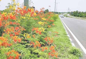 தேசிய நெடுஞ்சாலையில் பூத்து குலுங்கும் மலர்கள்