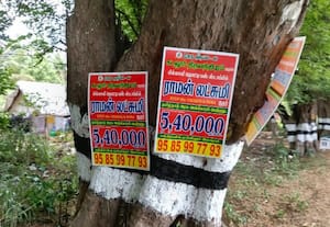  சாலையோர மரங்களில் ரியல் எஸ்டேட் விளம்பர பேனர்கள்  வாகன ஓட்டிகள் விபத்தில் சிக்கும் அபாயம்  பச்சை பசேல் மரங்கள் காய்ந்து சாயும் அவலம்