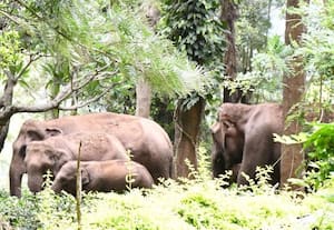  பலாப்பழத்தை ருசிக்க வந்த யானை கூட்டம்; மரத்தில் தஞ்சமடைந்த தொழிலாளி