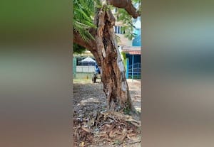  பரமக்குடியில் சாயும் நிலையில் காய்ந்த மரத்தால் ஆபத்து