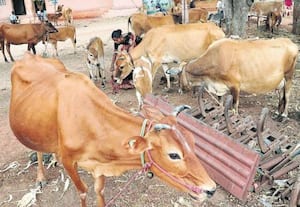  ம.பி.,யில் பெண் பயனாளிகளுக்கு மானிய விலையில் பசு